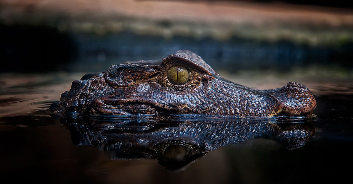 Gator Oscillator Gator Oscillator