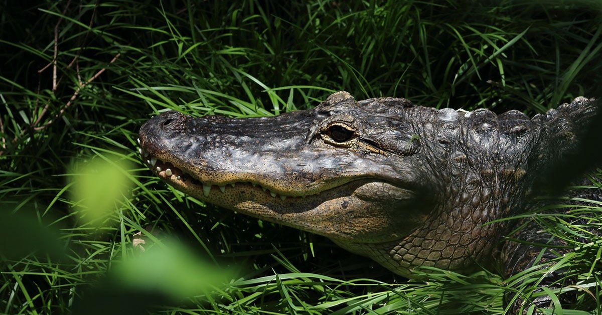 Bill Williams Alligator Strategy Bill Williams Alligator Strategy